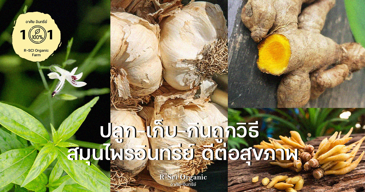 สมุนไพรอินทรีย์