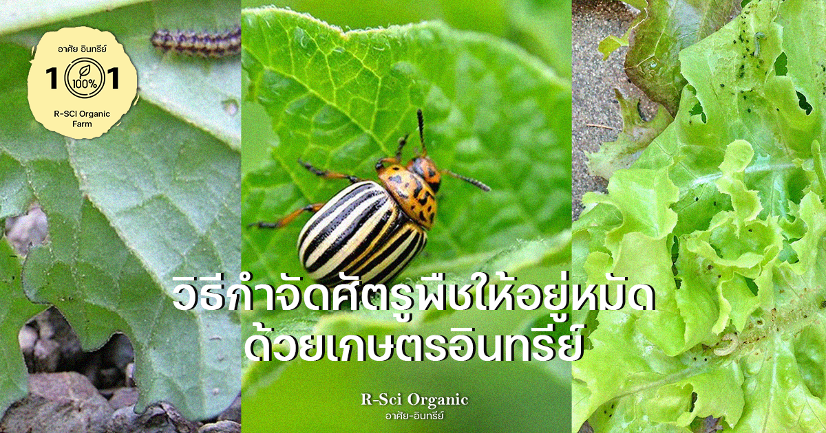 วิธีกำจัดศัตรูพืช