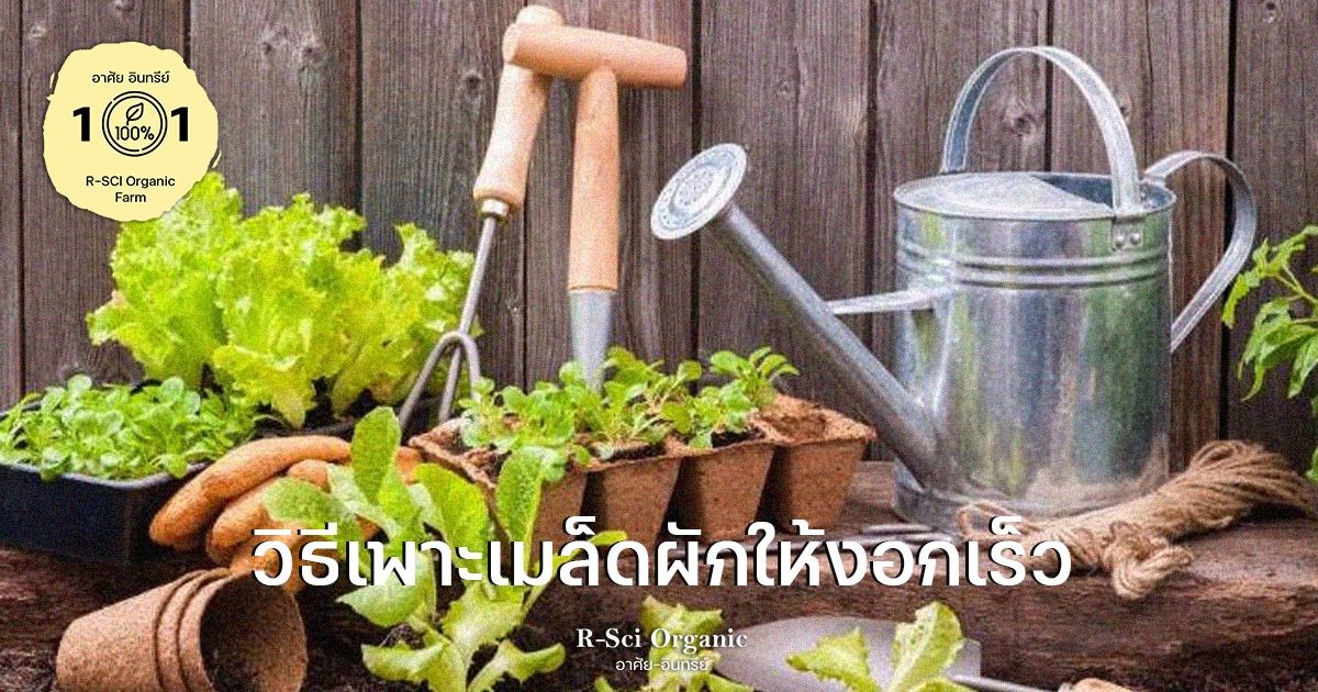 วิธีเพาะเมล็ดผัก