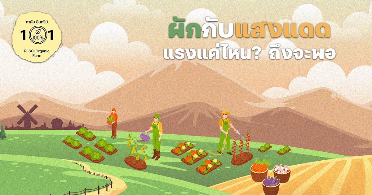 แสงสำหรับผัก